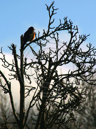 My Abiquiu Bird - New Mexico 4-17-07