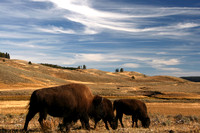 Where the Buffalo Roam - Yellowstone Skies