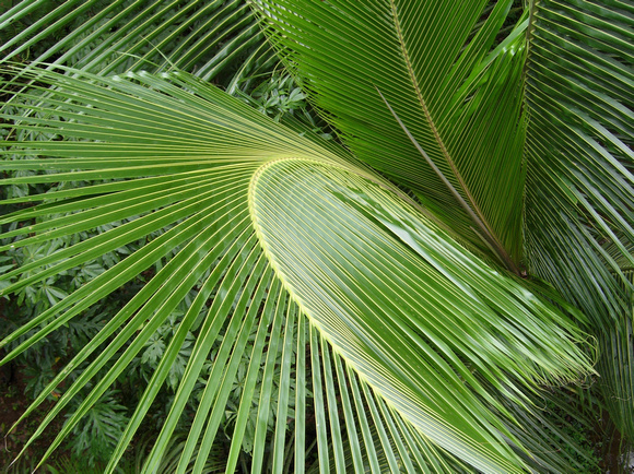 Curves In Green - Sarapiqui, Costa Rica