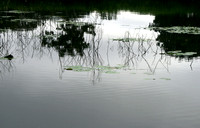 WetlandsReflected.jpg