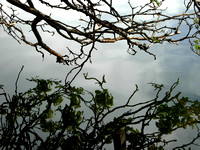 NorthPondBranches-LincolnPark.jpg