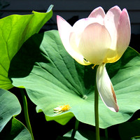 Translucent Lotus