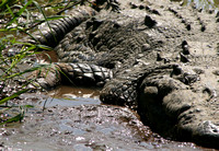 Camouflaged Croc