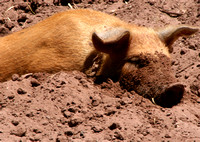 Blissed Out Pig